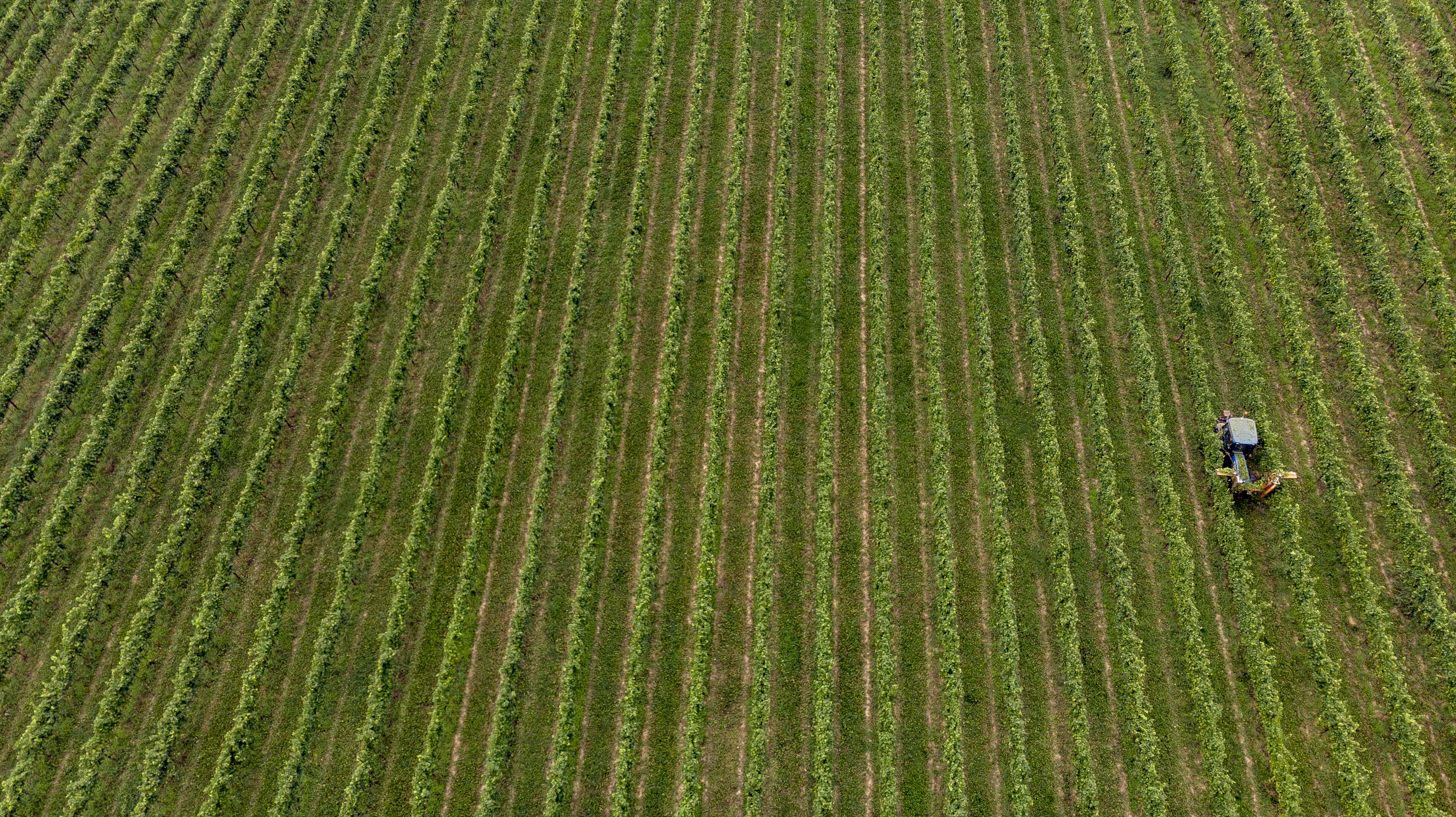 Shoot at the Borgoluce vineyards in Italy. Greg, Woodward, Chapters, People, freelance, production, unit, stills, photographer, photography, portrait, crew, commercials, promos,